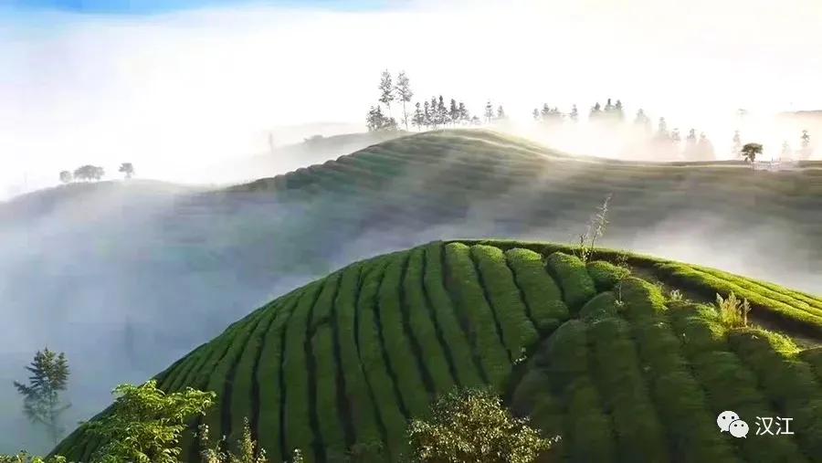 老魏茶叶,茶叶哥老邹