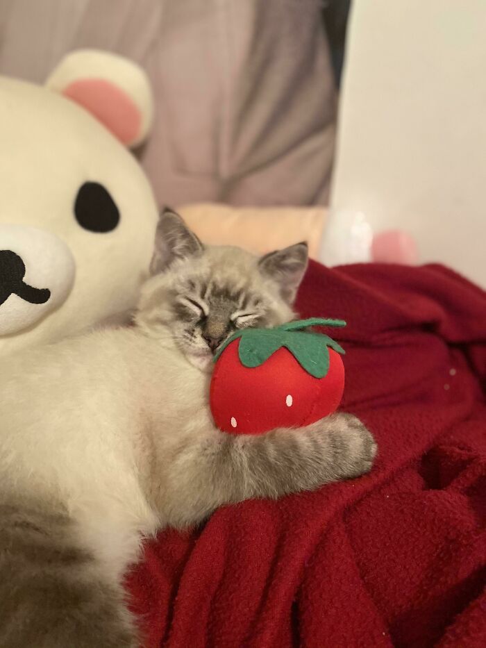 很多狗在一起合照,狗狗和小动物合影