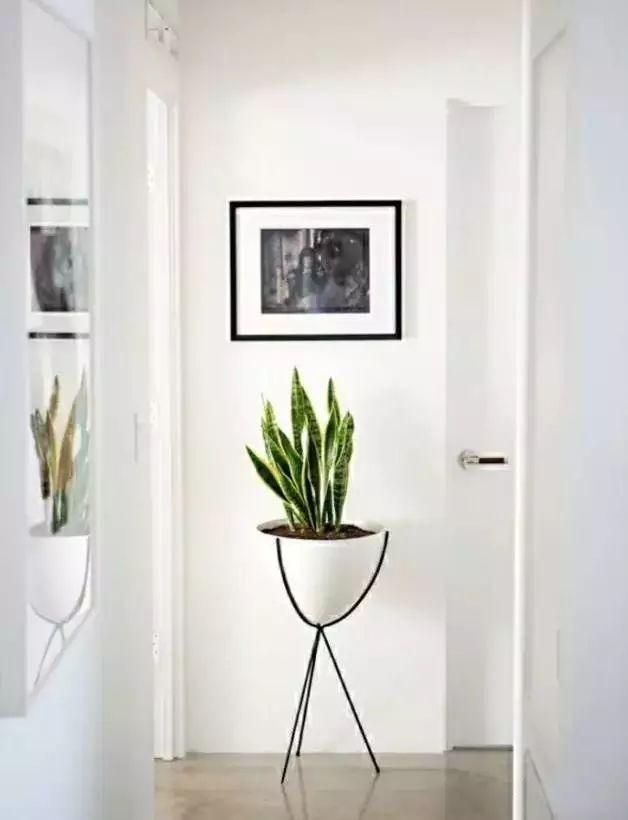 适合放卧室的高大植物,放在卧室的植物养眼