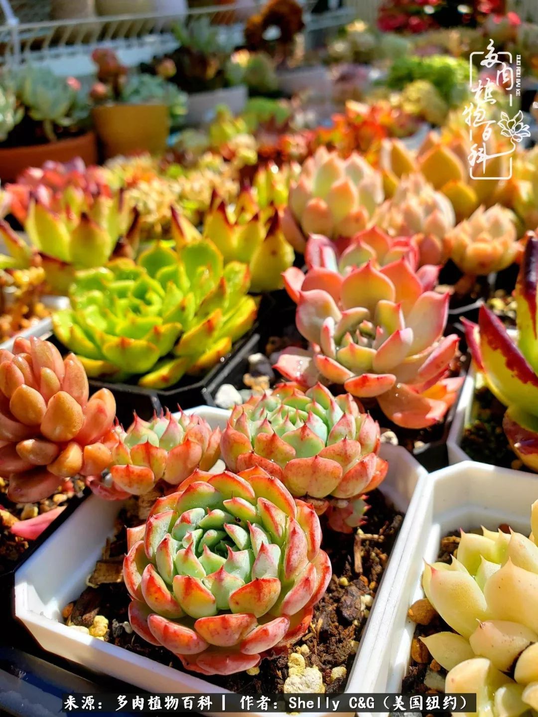 美国纽约有多少华裔人,美国纽约有多少个华人