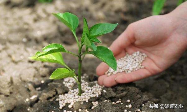 水溶肥和传统肥料的优势,水溶肥优势