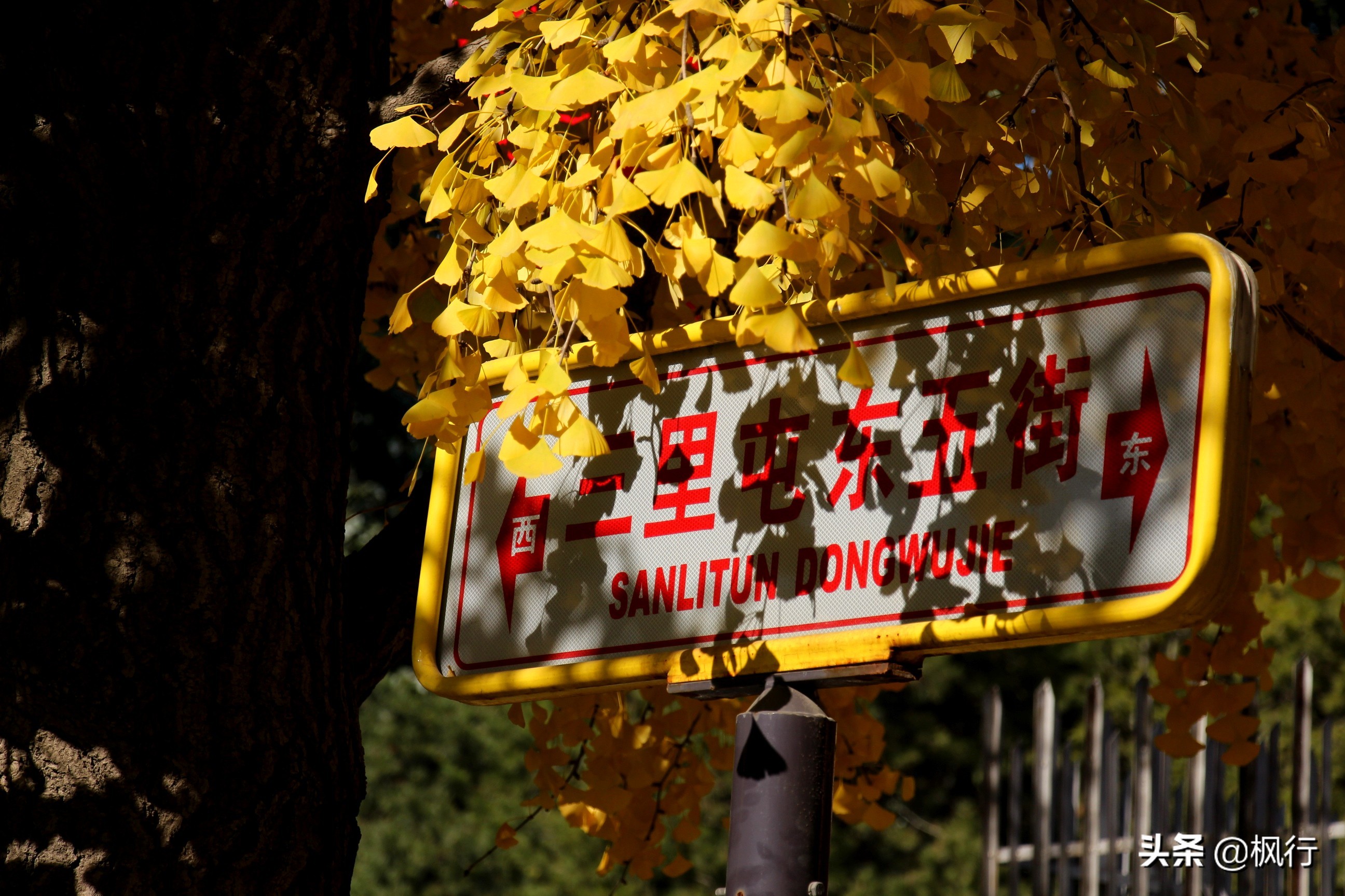 北京18个看银杏的好地方在哪,北京八大处看银杏攻略