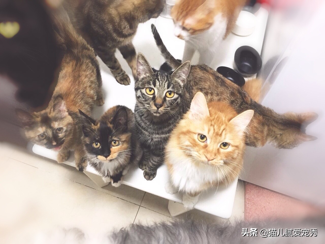 怎么选猫粮合格,怎么选一款好猫粮