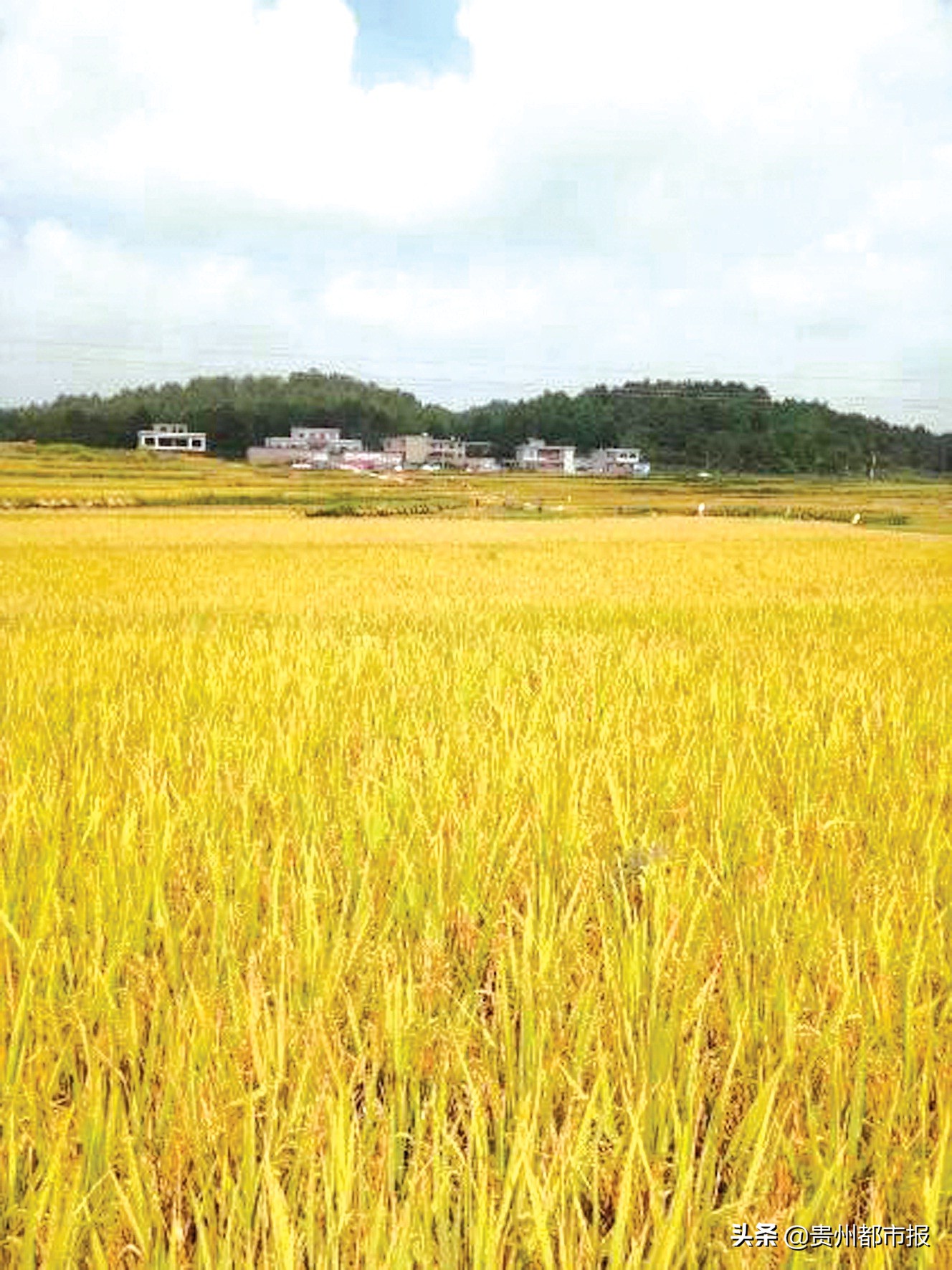 一粒平坝米的故事