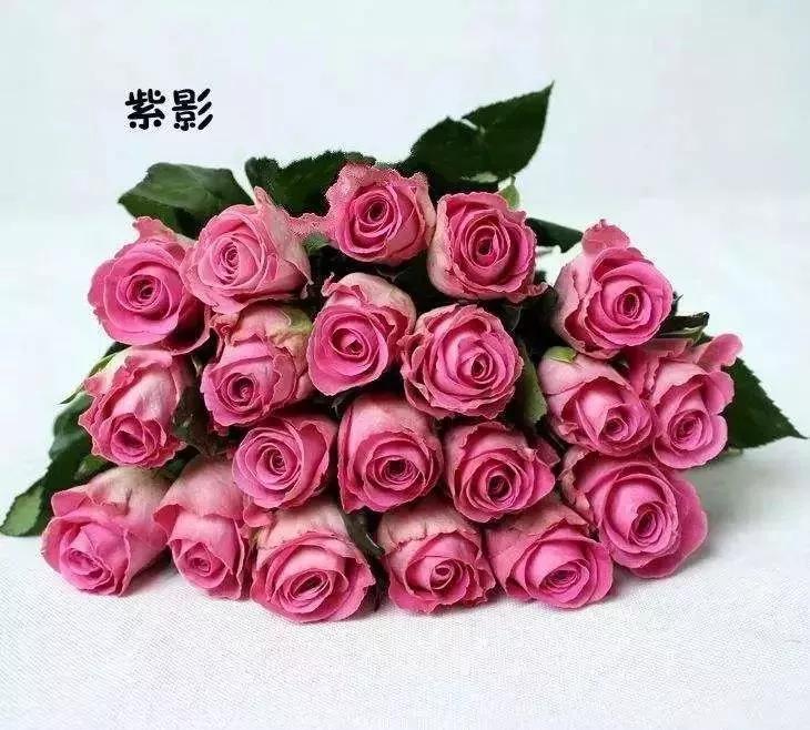 玫瑰有几种品种图片及名称,玫瑰品种分类名称及图片介绍