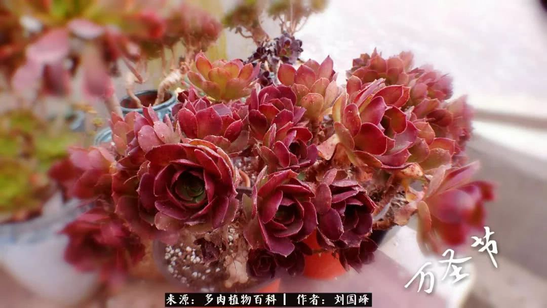 七百元打造的多肉王国，你还缺什么？