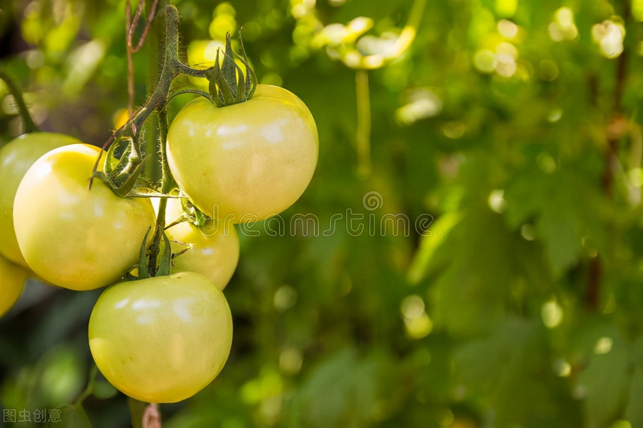 西红柿线虫病害防治方法,西红柿什么药灌根能防治多种病害