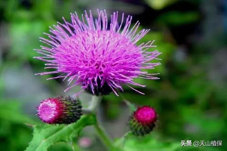 棉花田恶性杂草有哪些种类,棉花地里恶性杂草