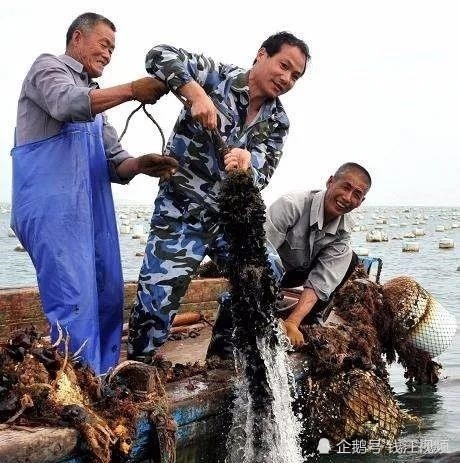 死掉的贻贝能吃吗,只有一边壳的贻贝能吃吗