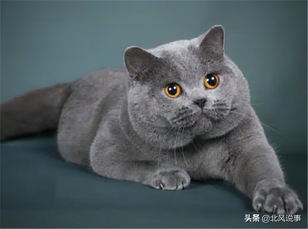 常见宠物猫的品种及价格,常见的十大宠物猫品种介绍大全