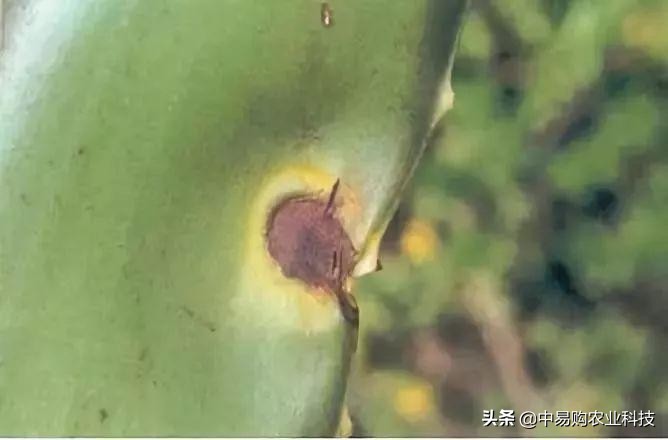 芦荟治哪九种病,芦荟病害怎么治