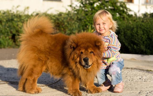 松狮犬的5大缺点难怪那么少人养,松狮犬的作用和用途