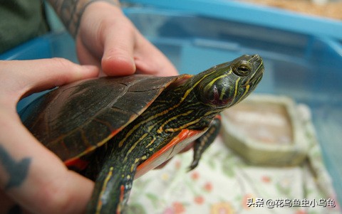 东锦龟和西锦龟长大后哪个好看,南石龟什么颜色最好看
