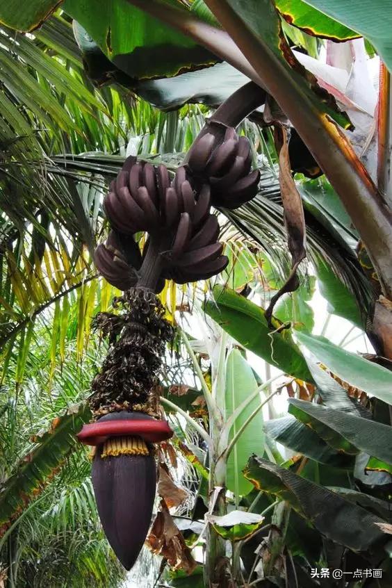 芭蕉叶画法教程,国画芭蕉画法视频