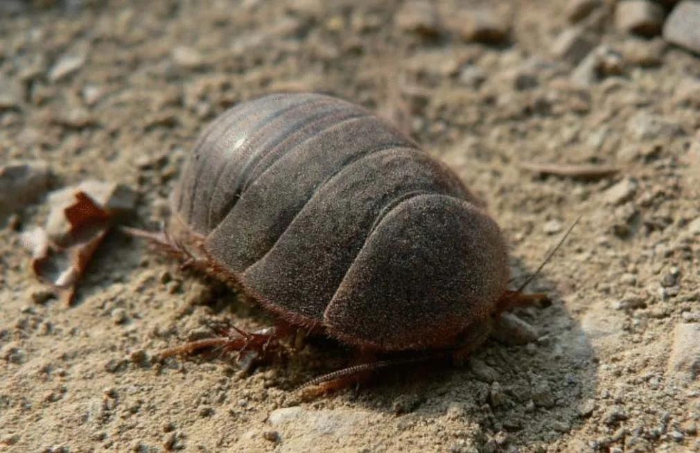 地鳖虫养殖技术教程,地鳖虫养殖前景
