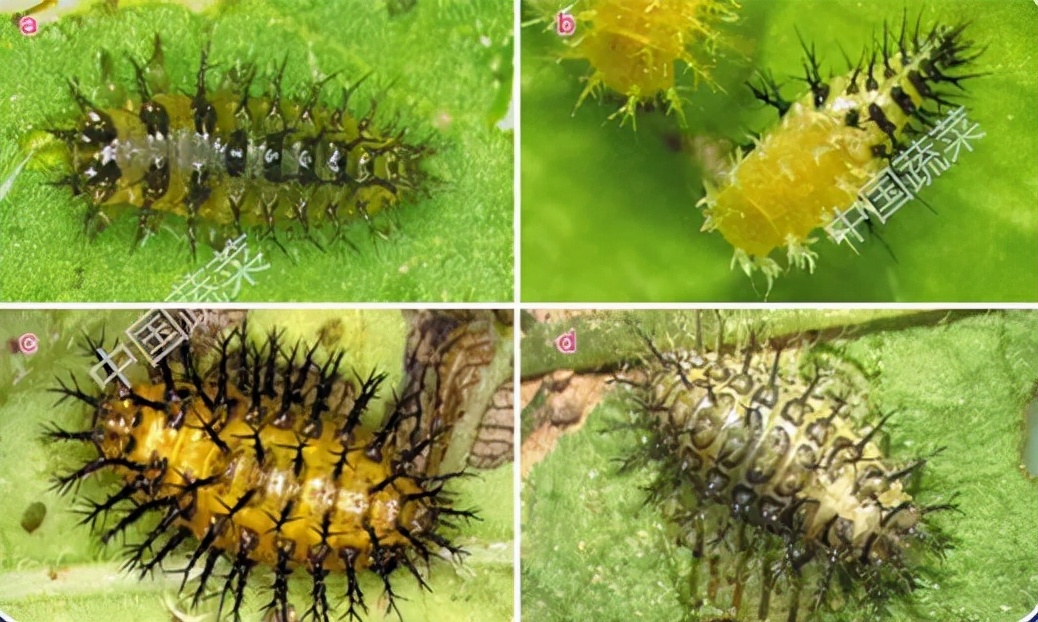 为什么马铃薯瓢虫只吃马铃薯,马铃薯瓢虫吃土豆吗