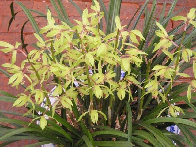 兰花只看叶片如何分类,兰花品种区分简单明了的方法