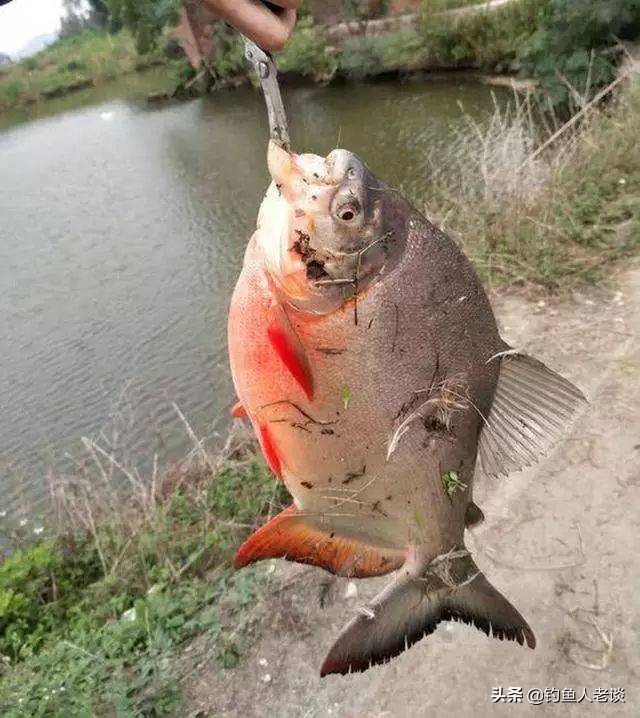 食人白鲳观赏鱼,食人鱼淡水白鲳