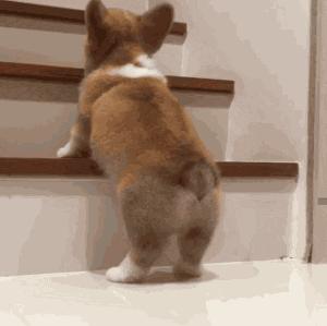 纯种狗怎么来的,怎样培育纯种狗