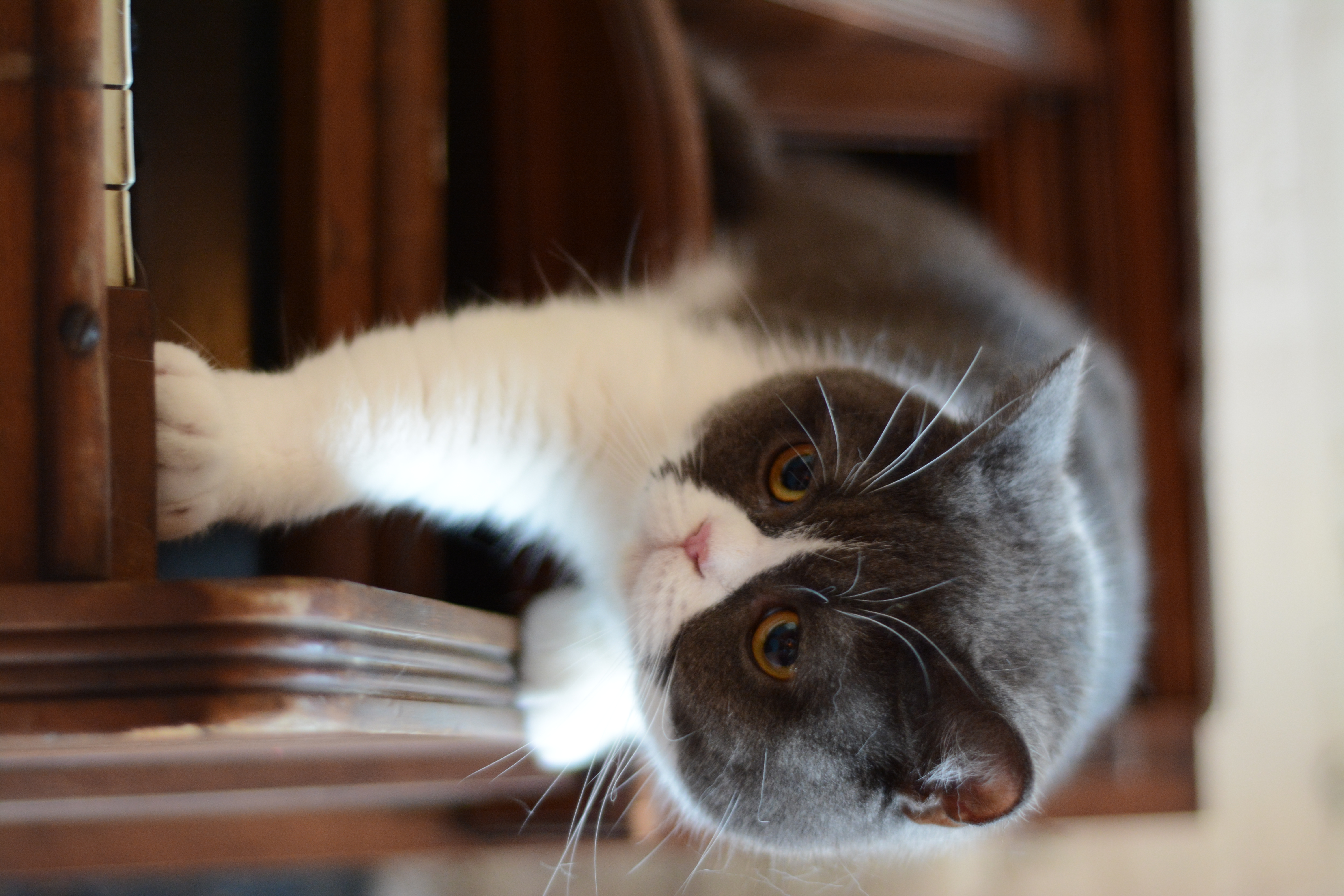 南宁二十四小时宠物医院,南宁宠物医院24小时急诊多少钱