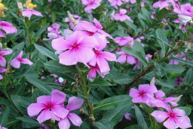 养长春花“讲究”真不少，不说还以为很好养呢？难怪养不好！