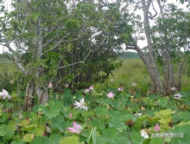 瓦努阿图森林物资,瓦努阿图有没人的原始森林么