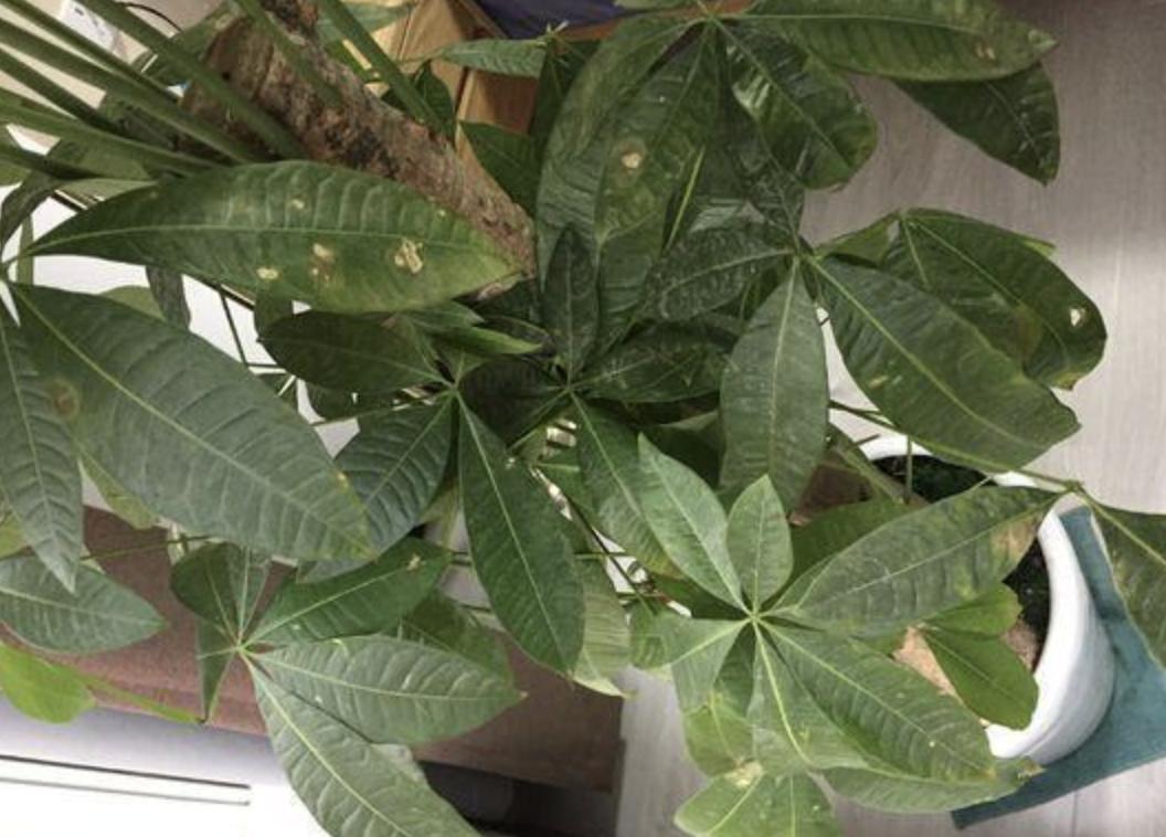 发财树叶子有白斑点是什么病,发财树叶子上长黑斑怎么回事