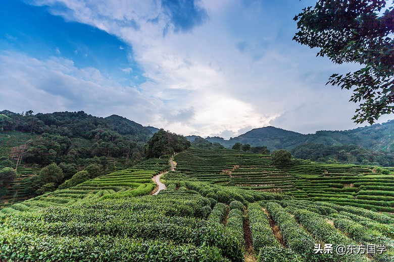 漫漫问茶路，能不忆江南？——久负盛名的“香郁若兰”