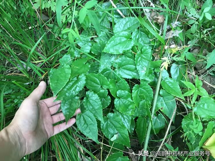 高鹏分析中药材走势,高鹏说药材当归