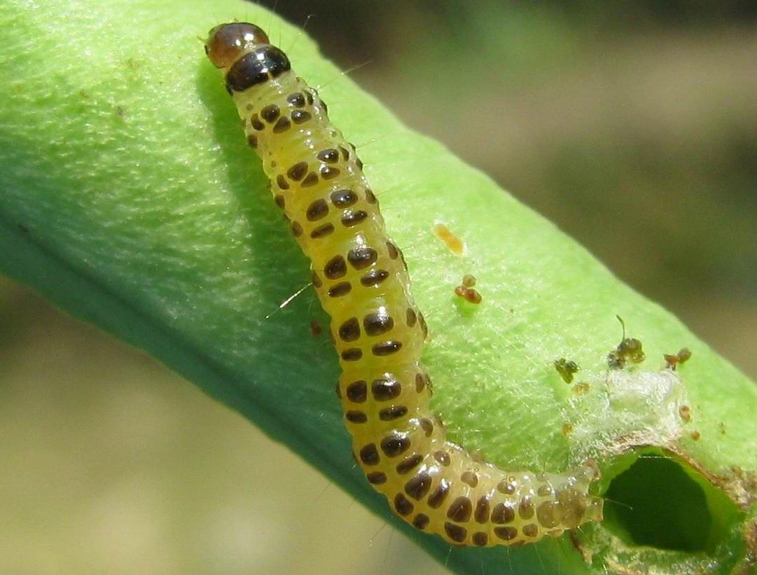黄芪主要病虫害,黄芪田间杂草防治