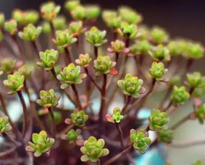 多肉老桩干货集锦，压轴的全是逆天极品!