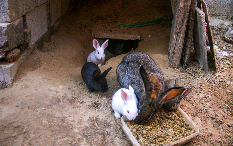 养兔技术家兔疾病防治要点,养兔疾病视频教程