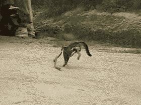 幼儿园里有可怕的怪物,幼儿园发现神秘怪物