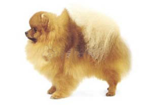 聪明的小宠物狗都有哪些品种,哪种宠物狗最聪明听话又好养