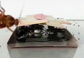 灭蟑螂最靠谱的2招教你消灭它,灭蟑螂怎么正确消灭最彻底