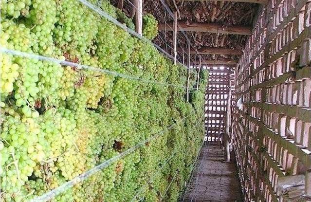 吐鲁番十大葡萄干品种之一,吐鲁番特级葡萄