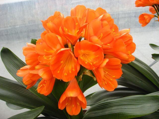 君子兰喝了3种水疯长不停,君子兰养护步骤与方法