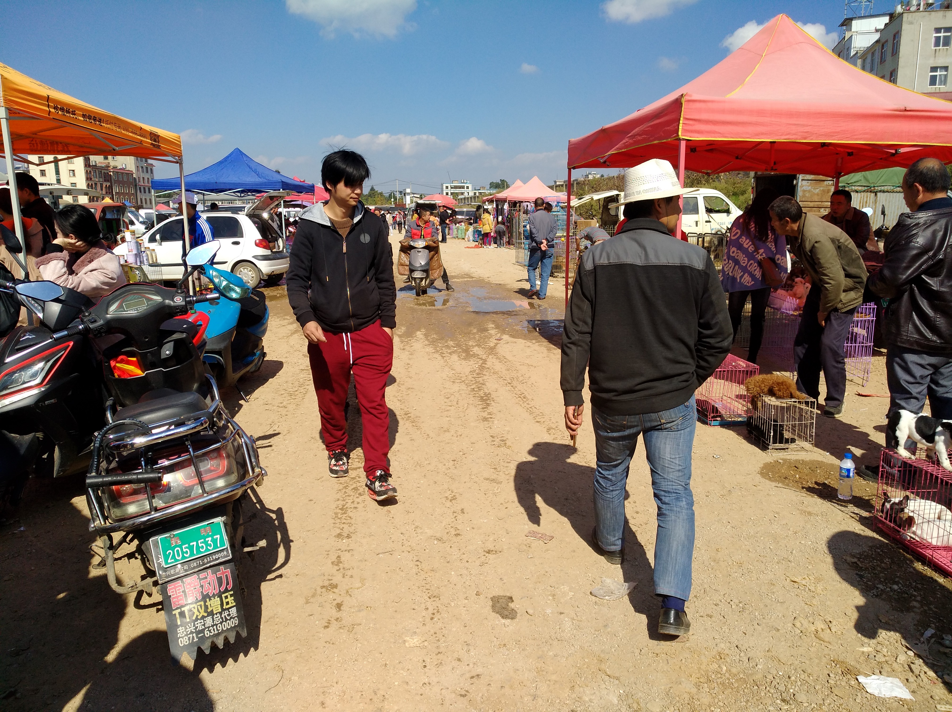 为什么网上的宠物狗那么便宜,为什么不建议下夏天网上买宠物狗