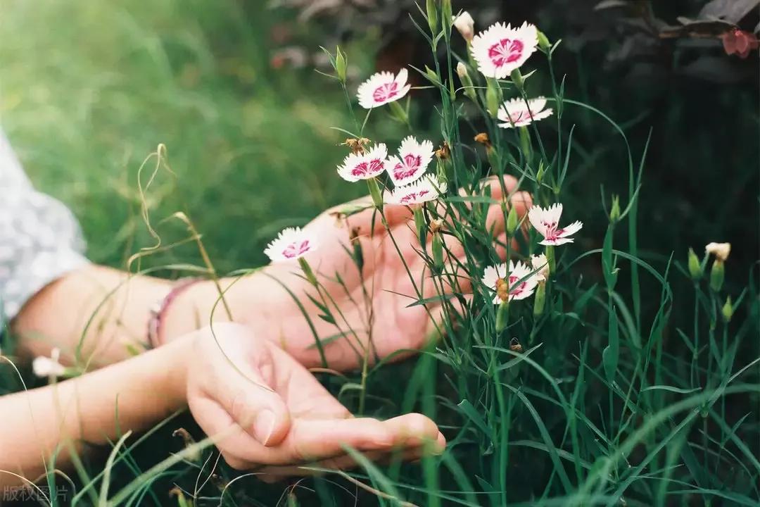 菊花茶女的喝了有什么不好,菊花茶清热解毒女人喝