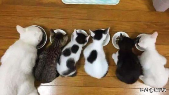 你“喵主人”的口粮，被外国品牌垄断了