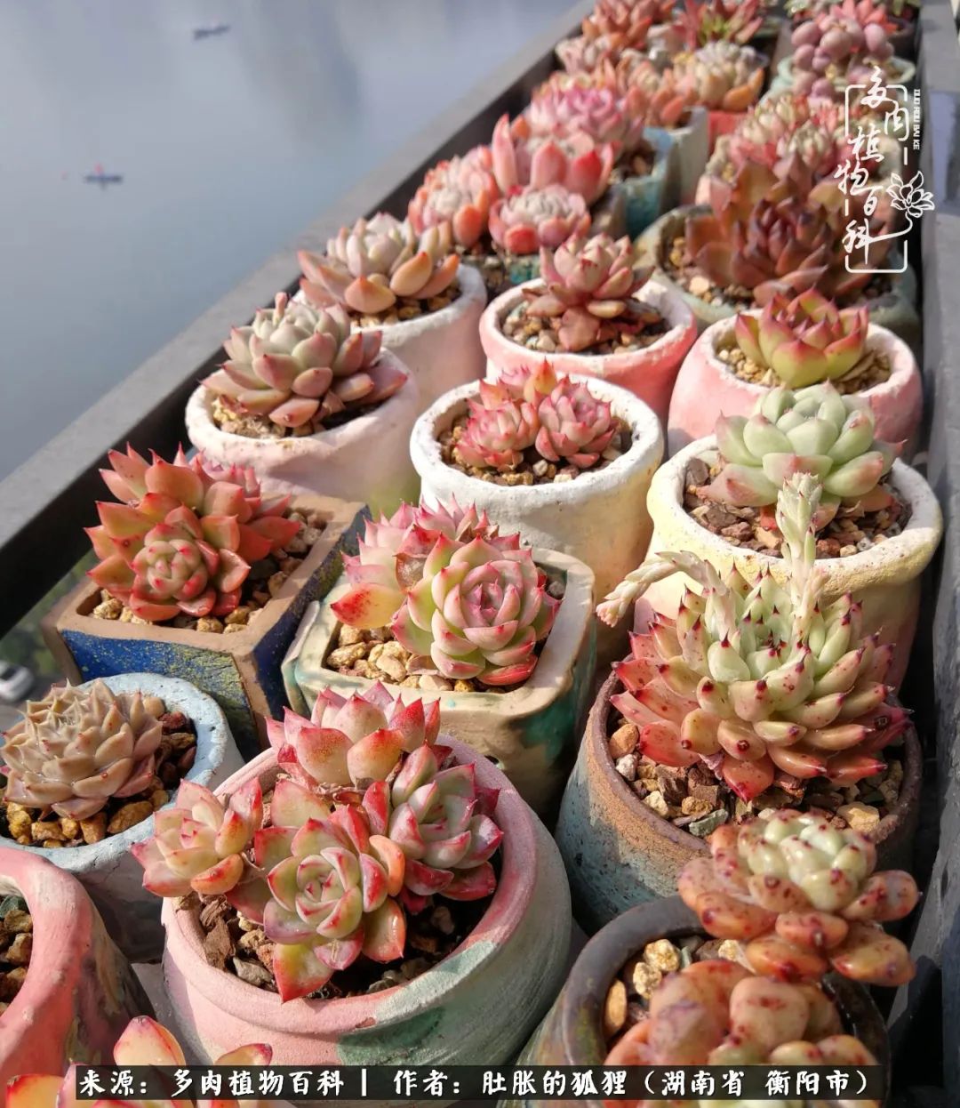 多肉用大盆养好还是用小盆养,多肉用石子养好还是用土养好