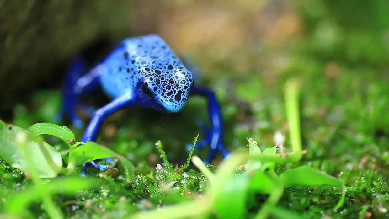 军用毒剂有哪些用途,常见军事毒剂