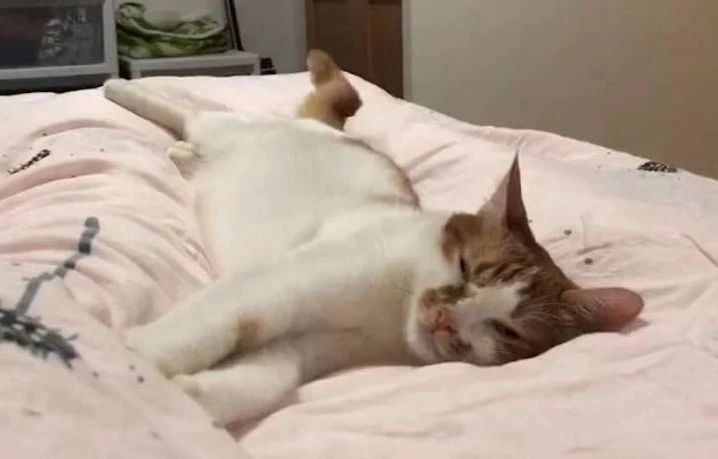 为什么不建议给猫吃廉价猫粮,猫咪现在还能吃的进口粮