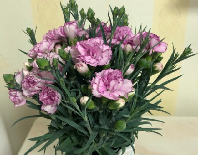 康乃馨开完花花苞怎么处理,康乃馨开完一次之后怎么开第二次