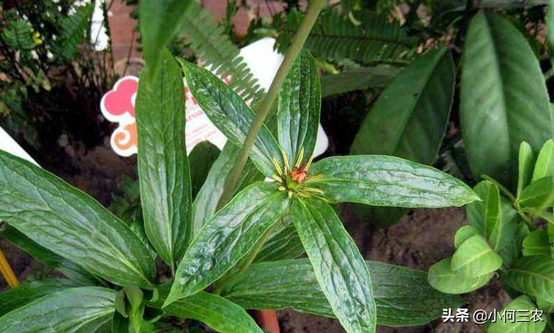 小何三农种植视频,小何三农养殖方法