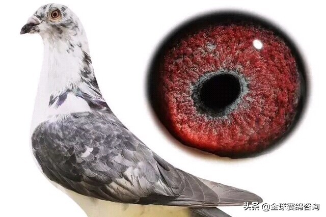 无红不成种，有白道行深！