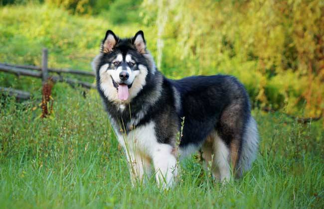 带你走进阿拉斯加雪橇犬的世界，你想了解的，这里都有