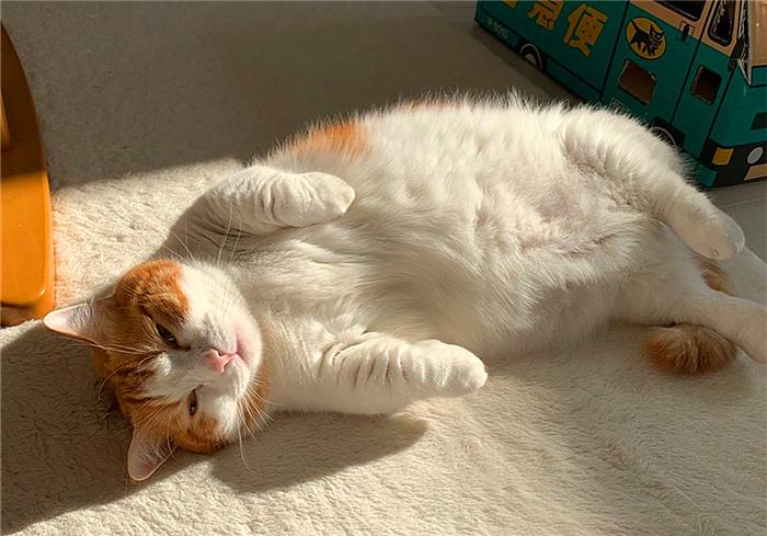 别想叫不醒一只装睡的橘猫 (一只装睡的橘猫)