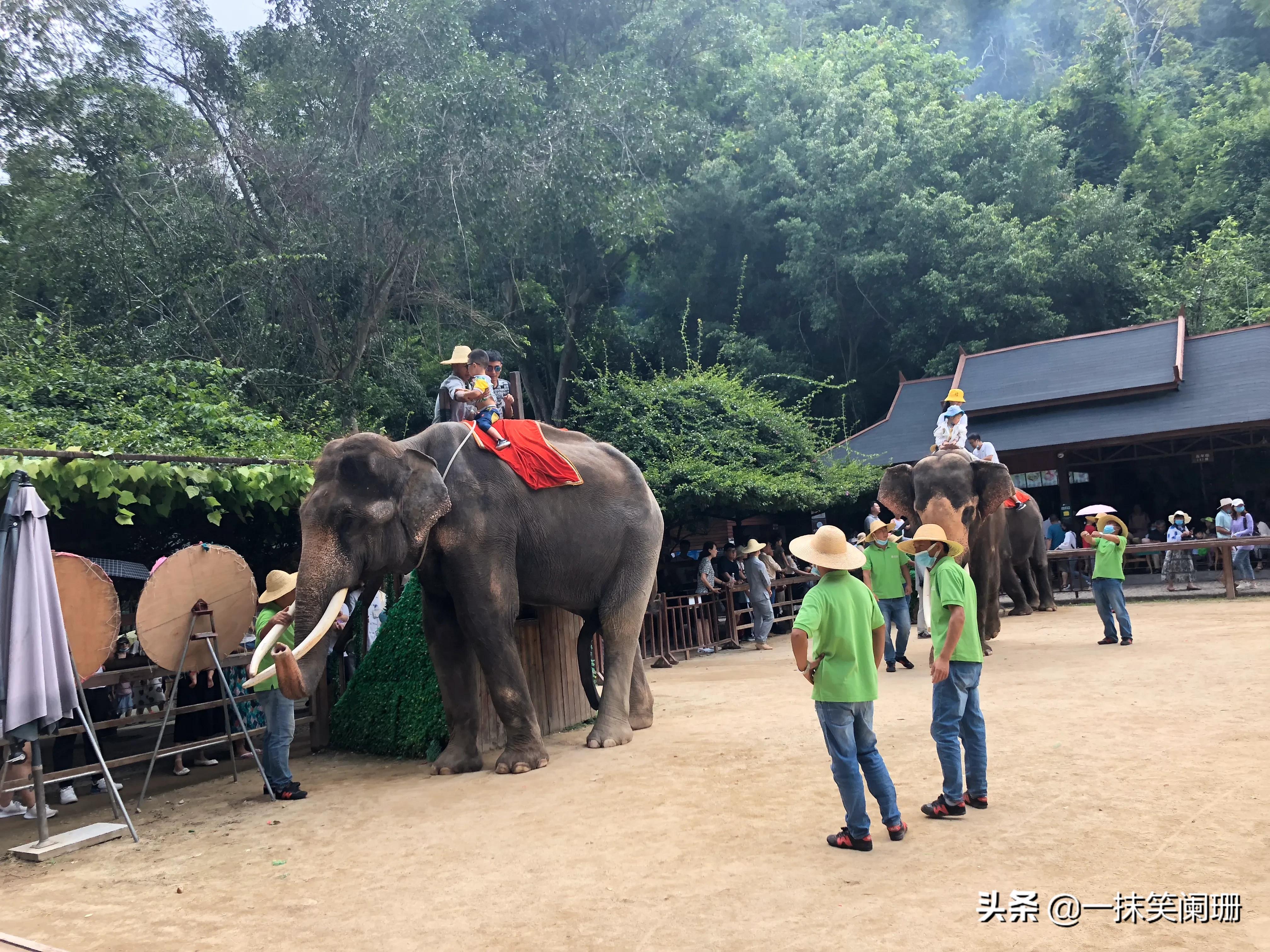 云南西双版纳野象谷大象学校表演,西双版纳野象谷大象表演时间表