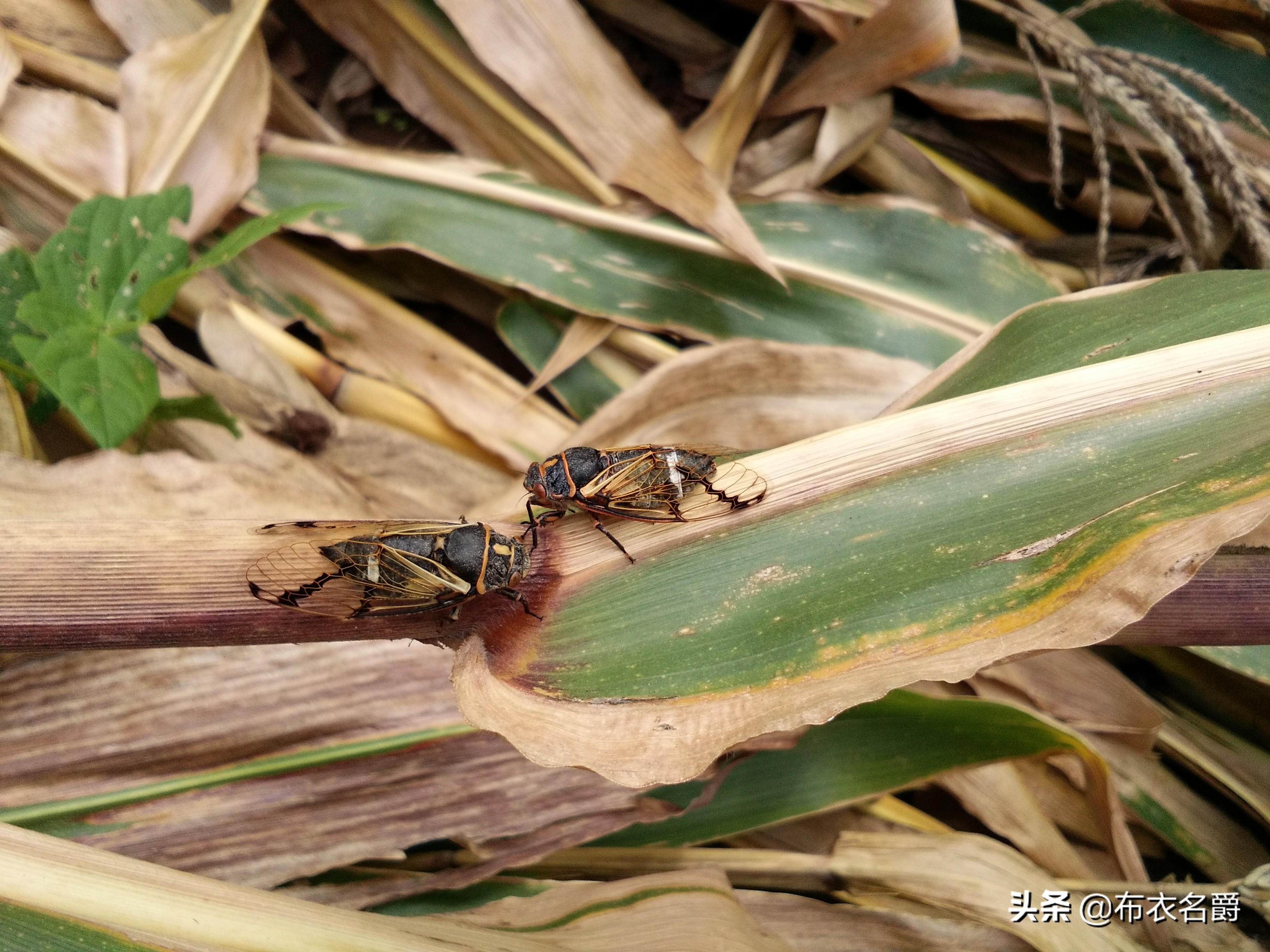 老兽医用药,老兽医治猫咪